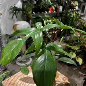 Philodendron 'Florida' - Plantjai