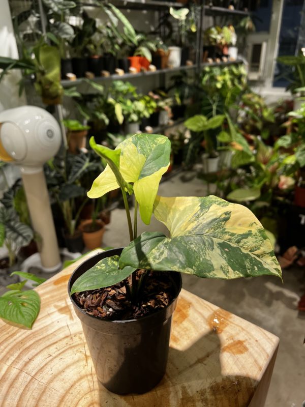 Syngonium aurea variegata - Plantjai
