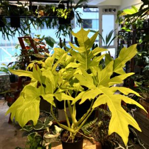 Philodendron warscewiczii aurea - Plantjai