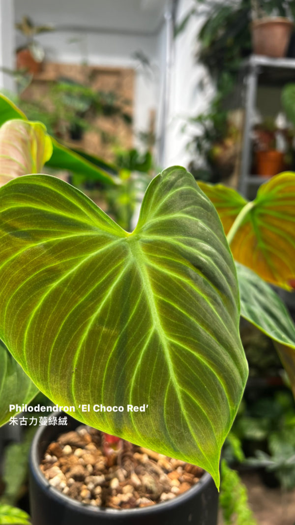 Philodendron 'El Choco Red' 朱古力蔓綠絨