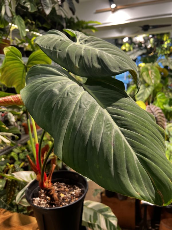 Philodendron 'El Choco Red' 朱古力蔓綠絨