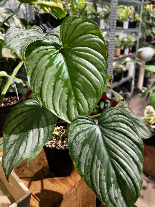 Philodendron mamei 雲錦蔓綠絨