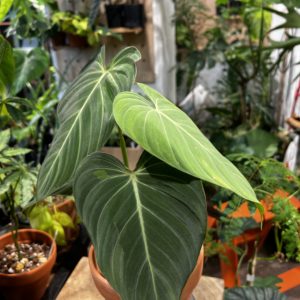 Philodendron 'Glorious' 榮耀蔓綠絨