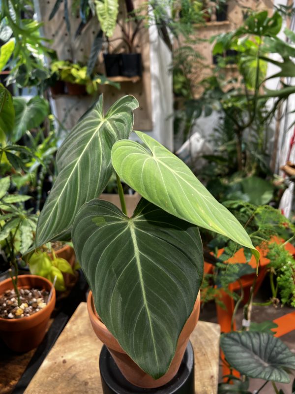 Philodendron 'Glorious' 榮耀蔓綠絨