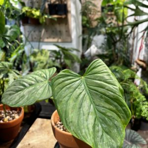 Philodendron 'Majestic' 威嚴蔓綠絨
