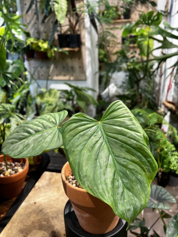Philodendron 'Majestic' 威嚴蔓綠絨