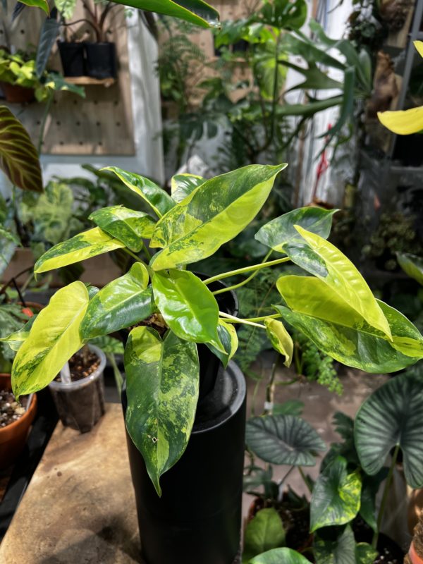 Philodendron 'Burle Marx' variegata