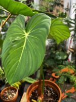 Philodendron 'Dean McDowell' 麥兜蔓綠絨