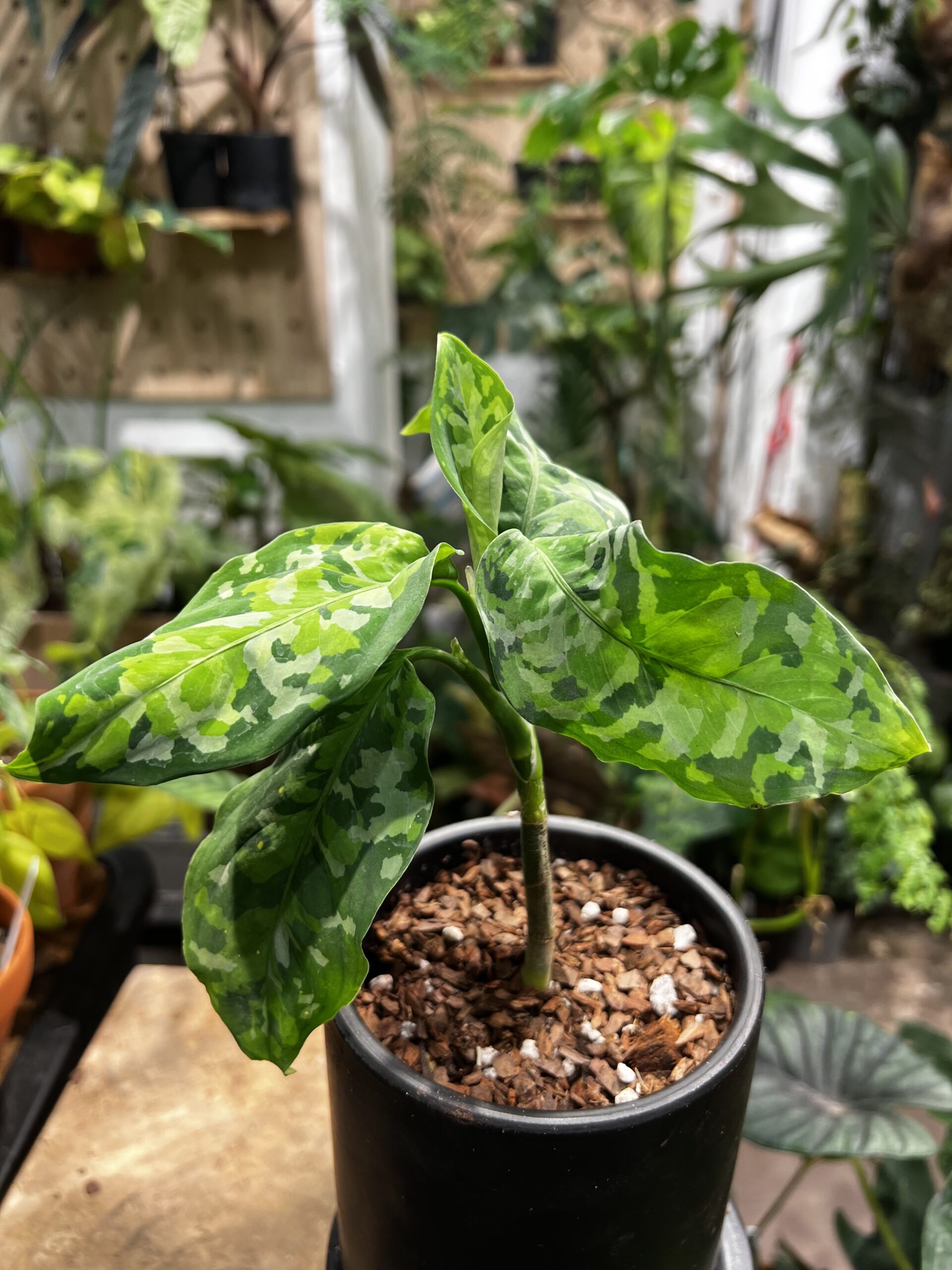 Aglaonema pictum 'Tricolor' - 植仔 Plantjai | 香港觀葉植物專門店