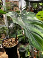 Philodendron 'Colombia' 哥倫比亞蔓綠絨