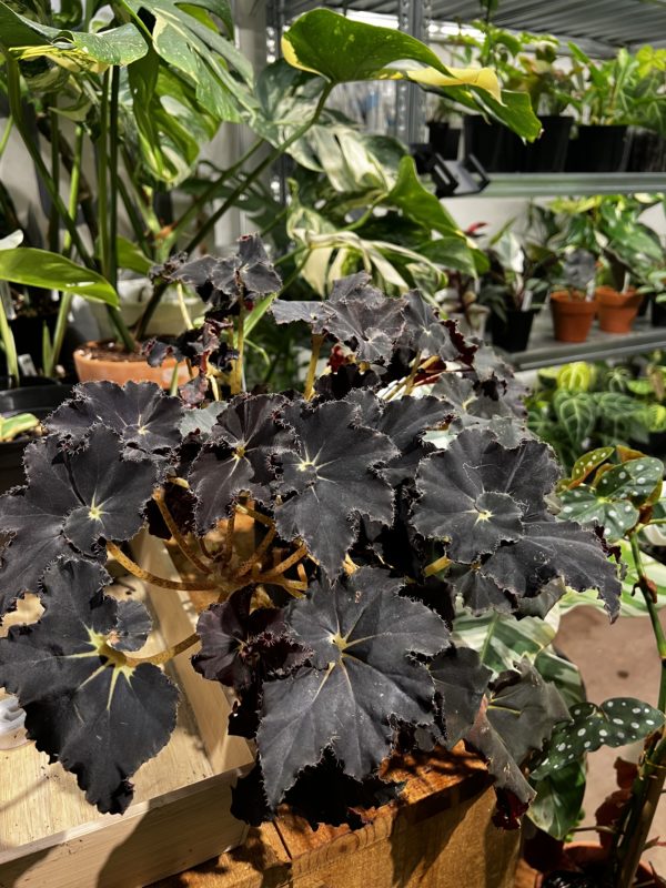 Begonia 'Black Mamba'