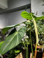 Philodendron 'Dean McDowell' 麥兜蔓綠絨