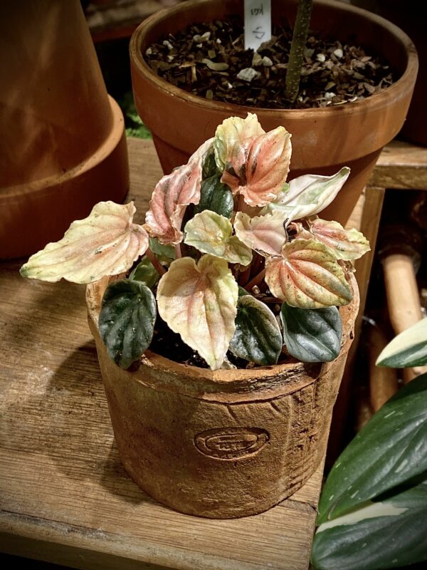 Peperomia Pink Lady Variegated 粉錦椒草