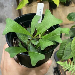 Hoya manipurensis 瀾滄毬蘭