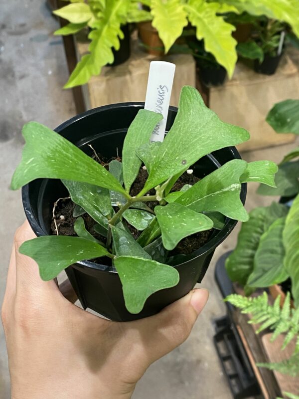 Hoya manipurensis 瀾滄毬蘭