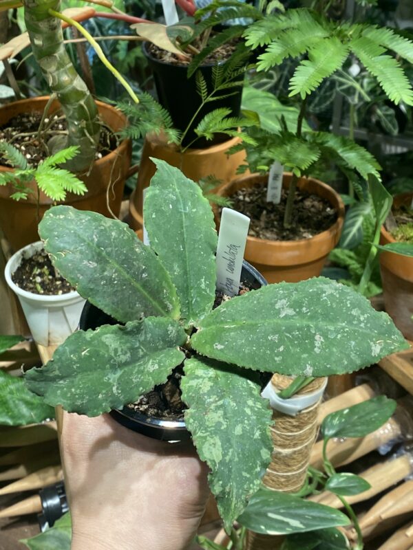 Hoya undulata 波狀葉毬蘭