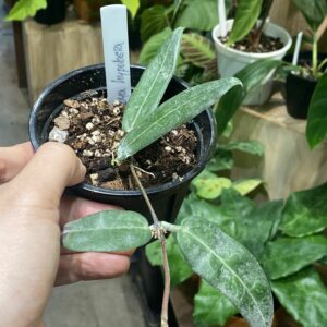 Hoya hypolasia 毛葉毬蘭