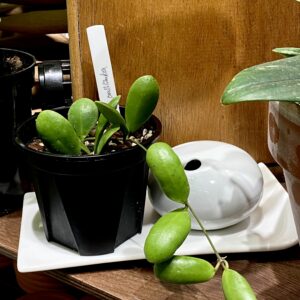 Hoya pallilimba 小豆瓣毬蘭