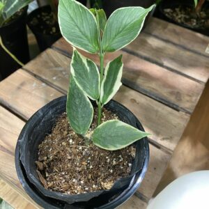 Hoya polyneura albomarginata 魚尾外錦毬蘭