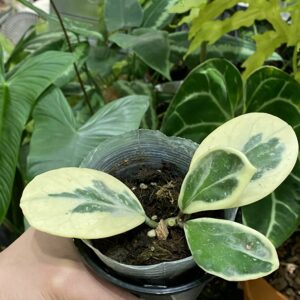 Hoya obovata albomarginata 鏡葉外錦毬蘭