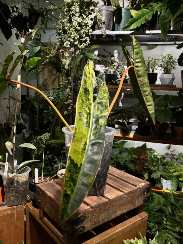 Philodendron billietiae variegated 橙柄蔓綠絨錦
