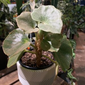 Begonia venosa 秋海棠