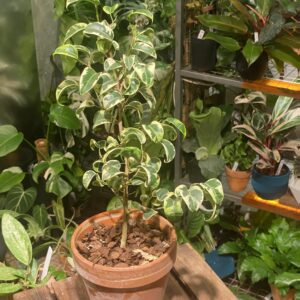 Ficus benjamina barok variegated 捲葉榕錦
