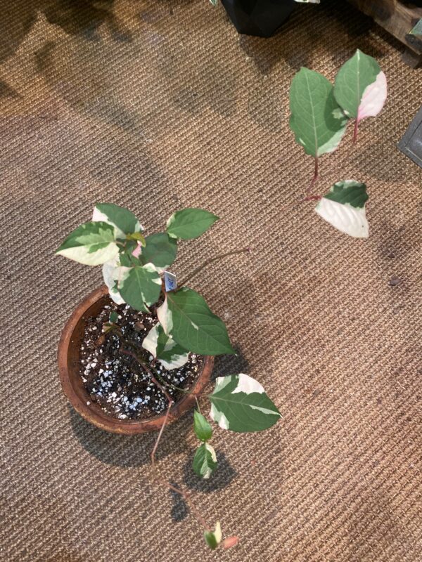 Reynoutria japonica cv. Variegata 花葉虎杖