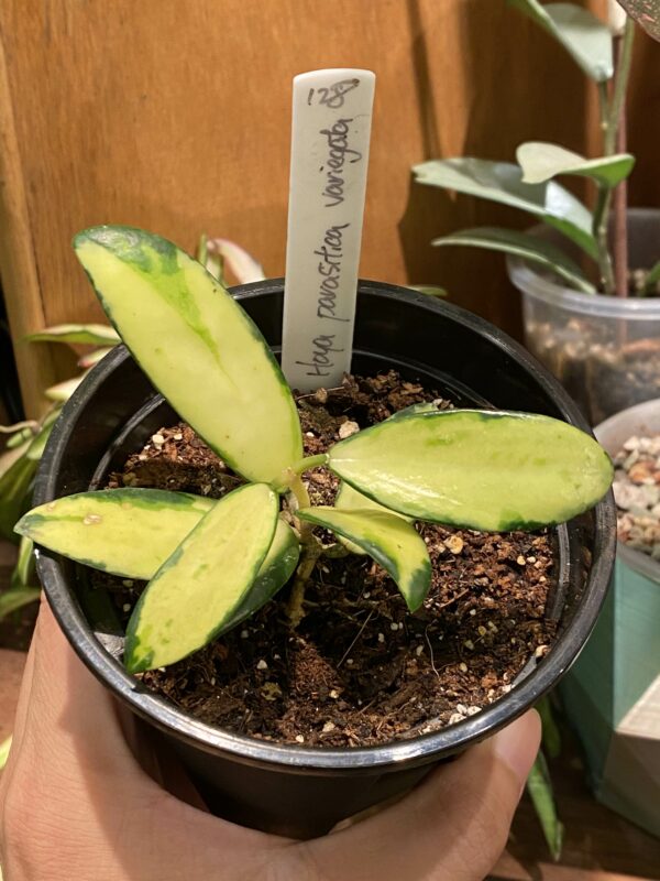 Hoya parasitica variegata 寄生內錦毬蘭