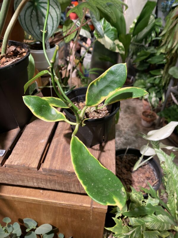 Hoya diversifolia albomarginata 異葉外錦毬蘭