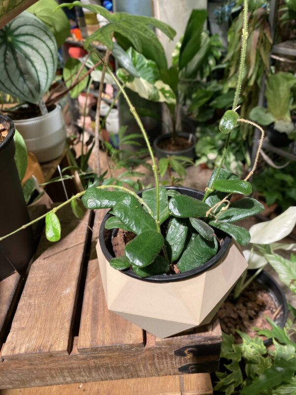 Hoya rotundiflora 四角毬蘭 /小方葉毬蘭