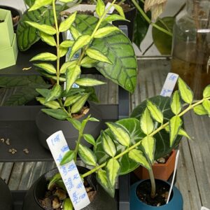 Hoya bella variegata 貝拉內錦毬蘭