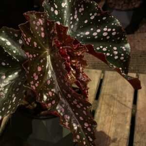 Begonia Begonia 'Cracklin' Rosie' 裂葉玫瑰秋海棠