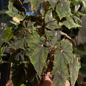 Begonia Lubbergai 盧貝爾蓋秋海棠
