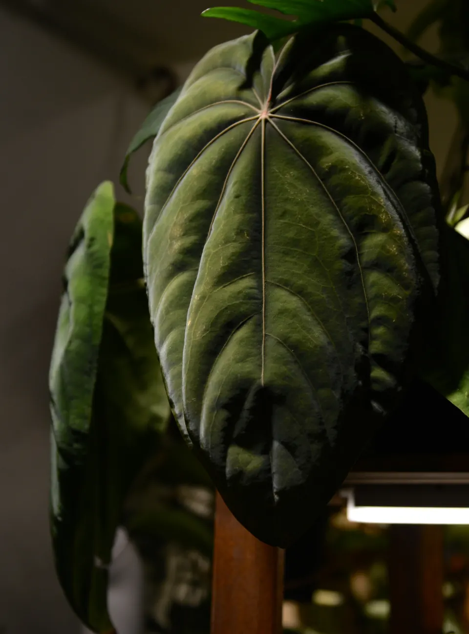 植仔植物實驗室拍攝的深色絨面花燭葉片