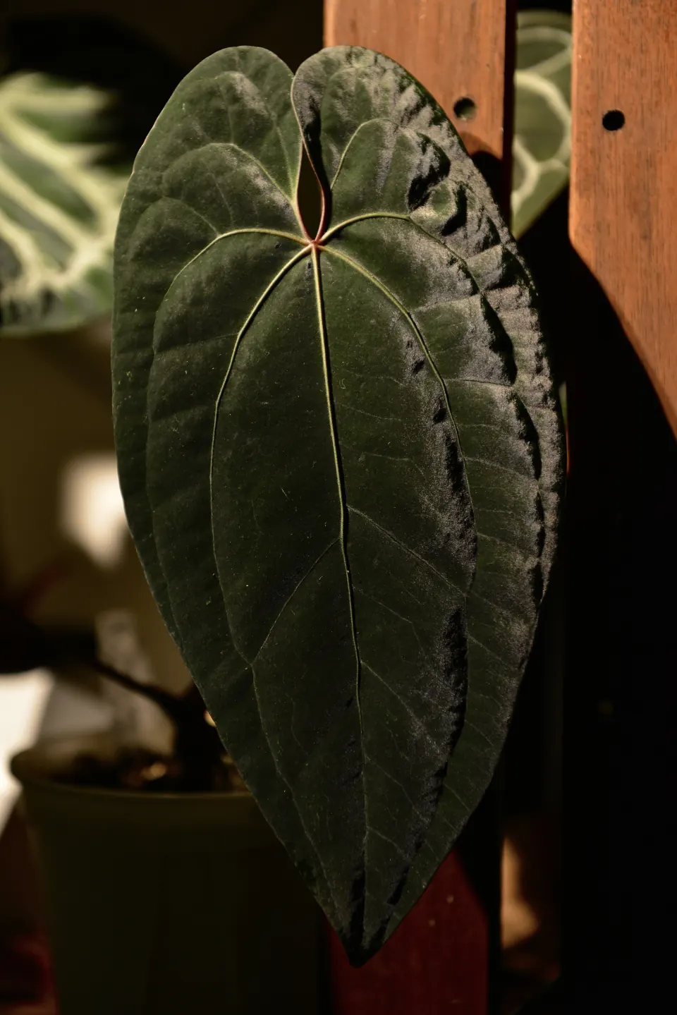 植仔植物實驗室拍攝的長葉深色花燭