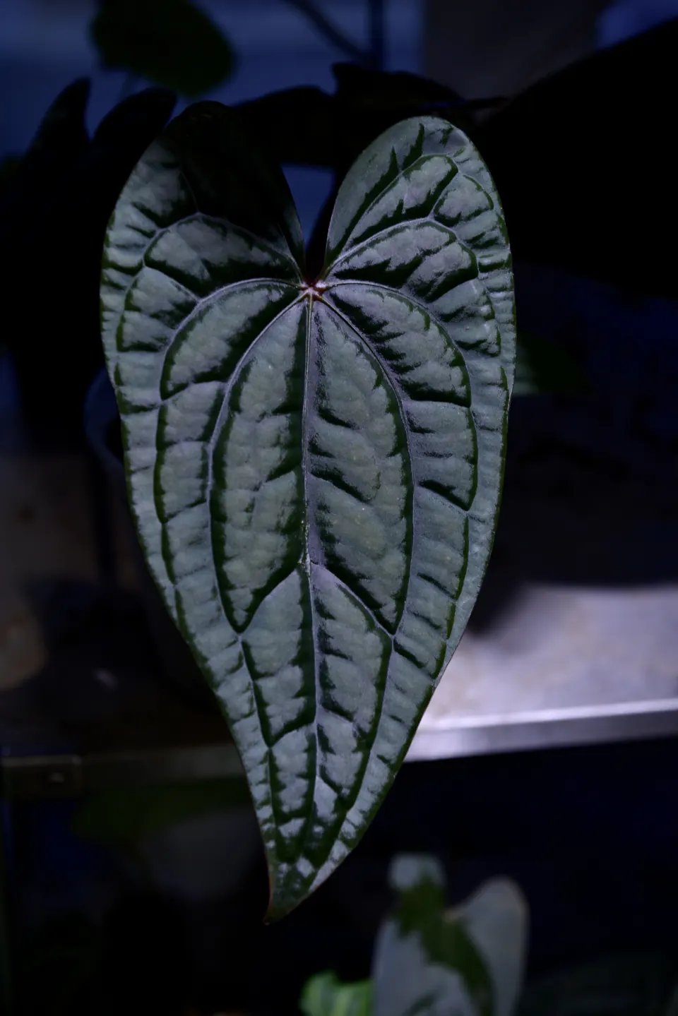 藍色實驗燈下的銀脈花燭標本