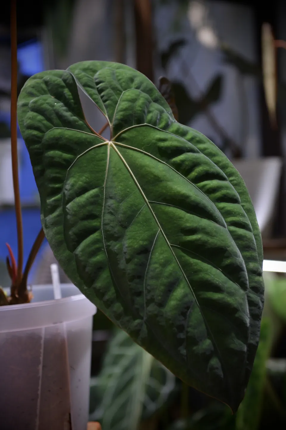 銅鑼灣植物實驗室的質感綠葉花燭