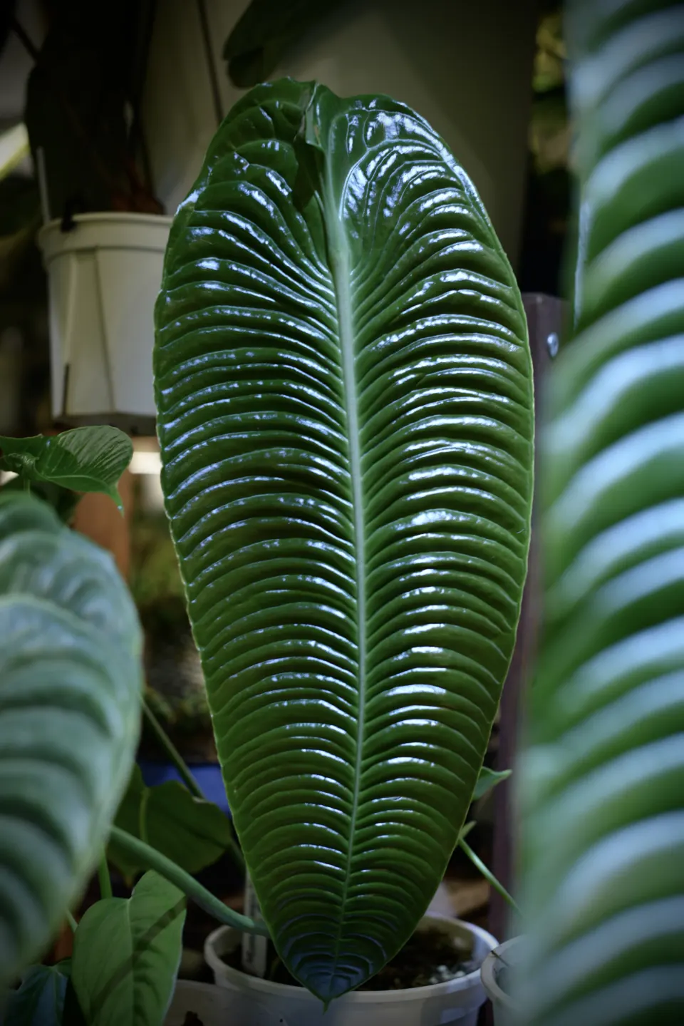 植仔植物實驗室的亮面坑紋稀有葉片