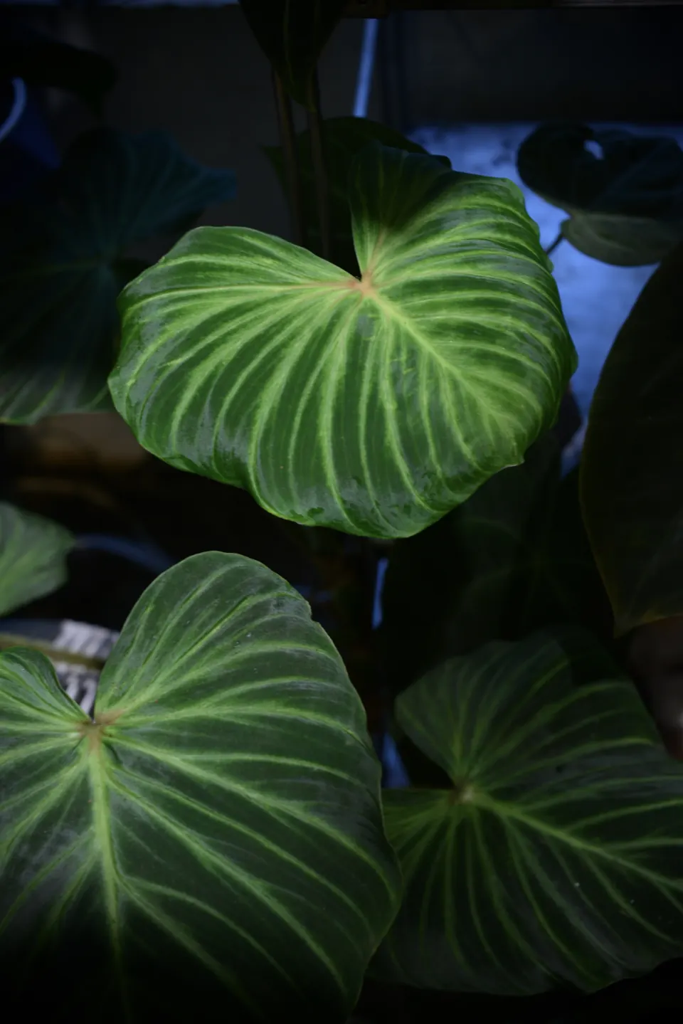 植仔植物實驗室拍攝的綠脈葉片群