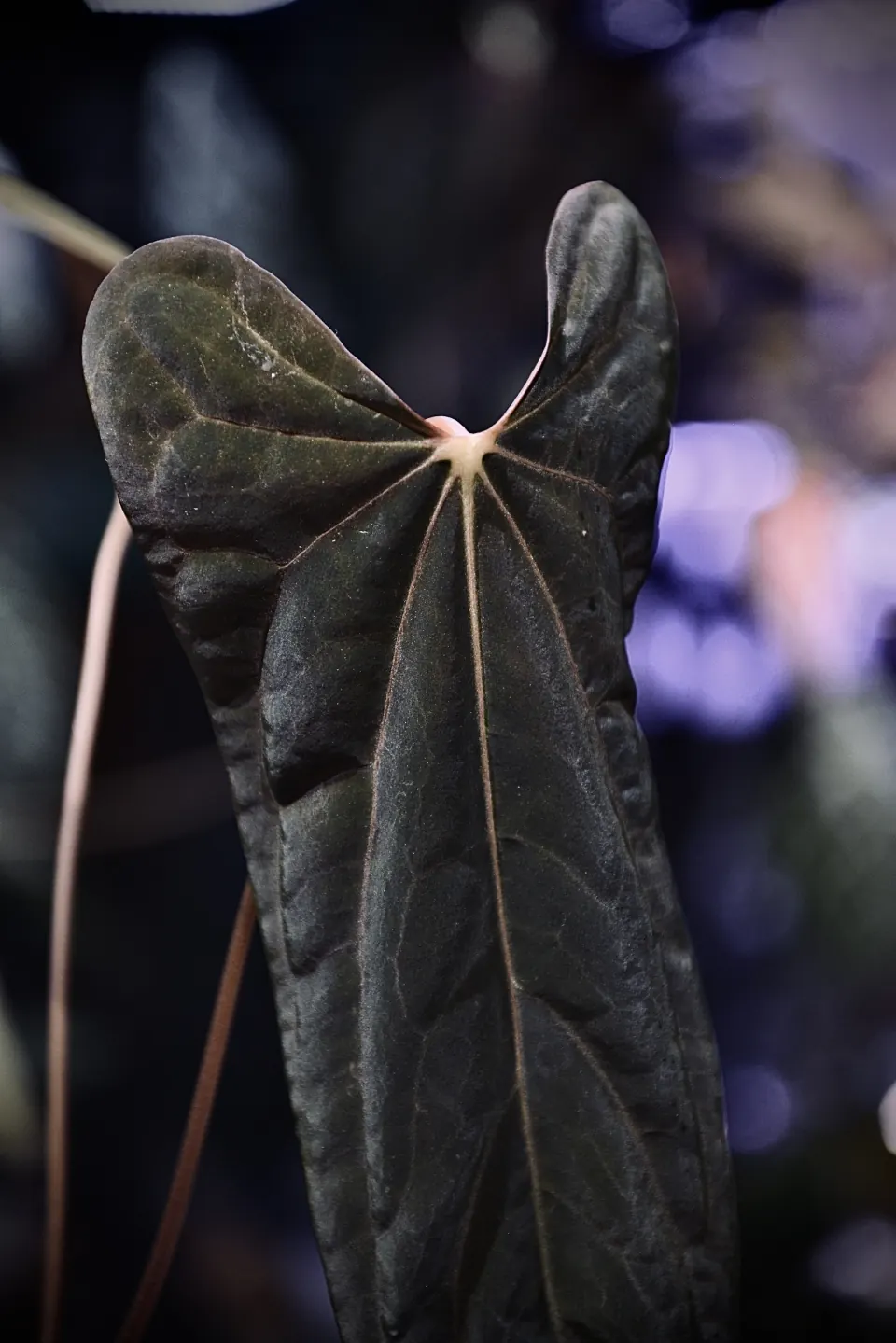觀察中的長形深色花燭葉片