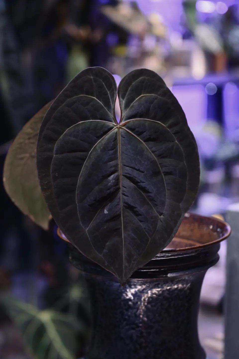 植仔植物實驗室的圓葉絨面花燭標本