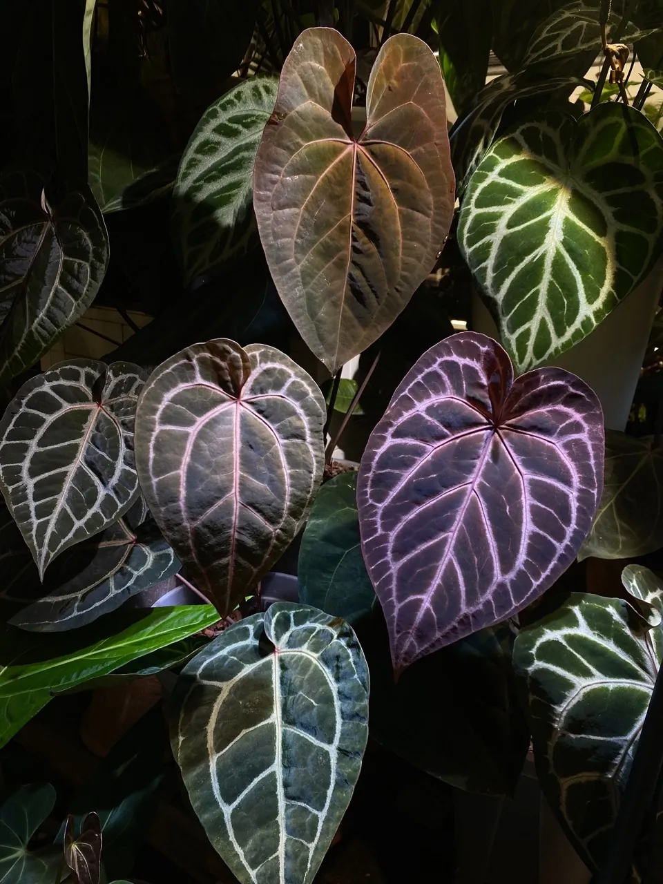植仔植物實驗室拍攝的銅紅新葉與紫脈花燭