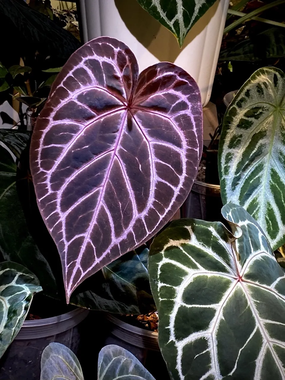 植仔植物實驗室拍攝的酒紅絨面銀脈花燭