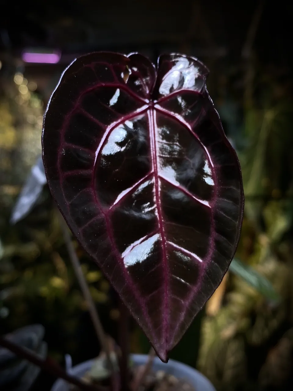 銅鑼灣門市拍攝的亮面洋紅脈花燭標本