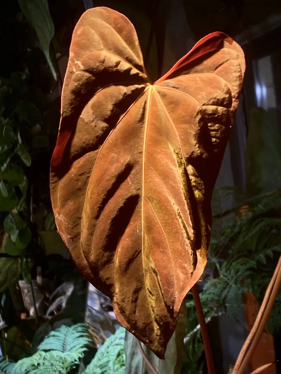 植仔植物實驗室觀察中的銅紅新葉花燭