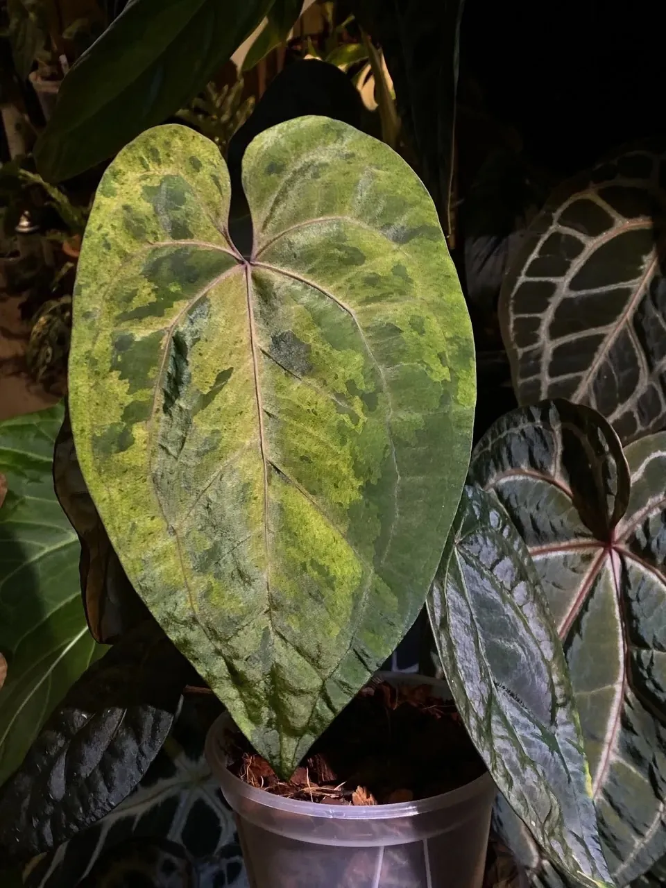 植仔植物實驗室拍攝的斑駁錦化花燭葉