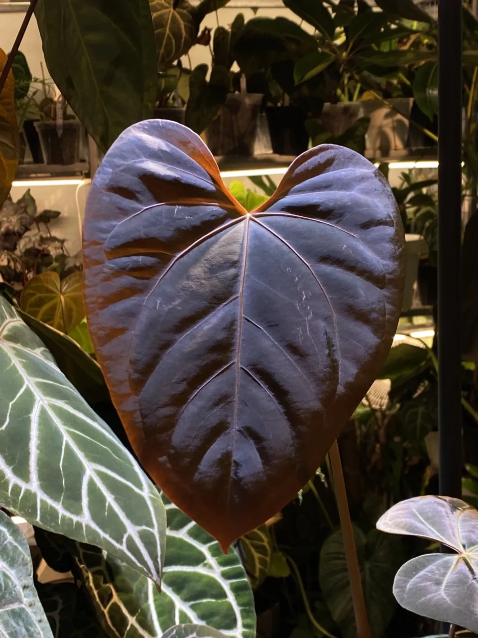 銅鑼灣植物實驗室的深色新葉花燭