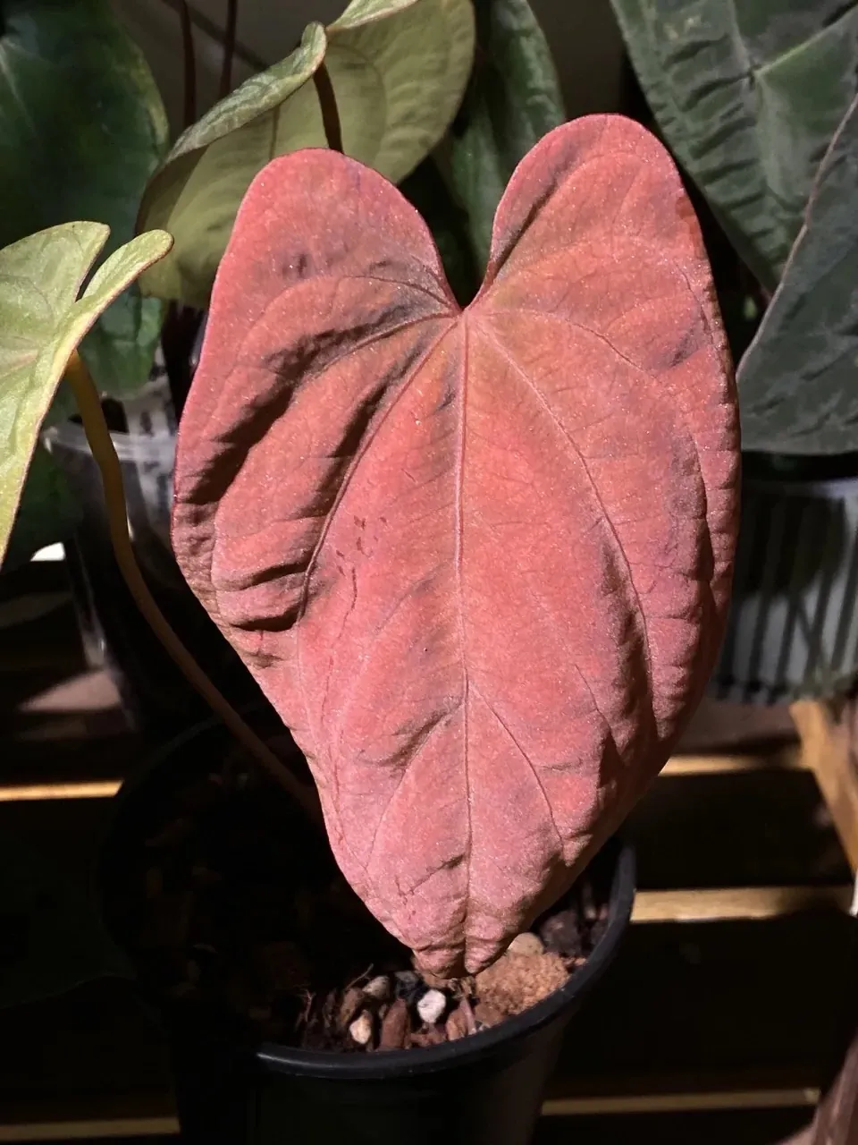 植仔植物實驗室拍攝的赤陶色新葉花燭