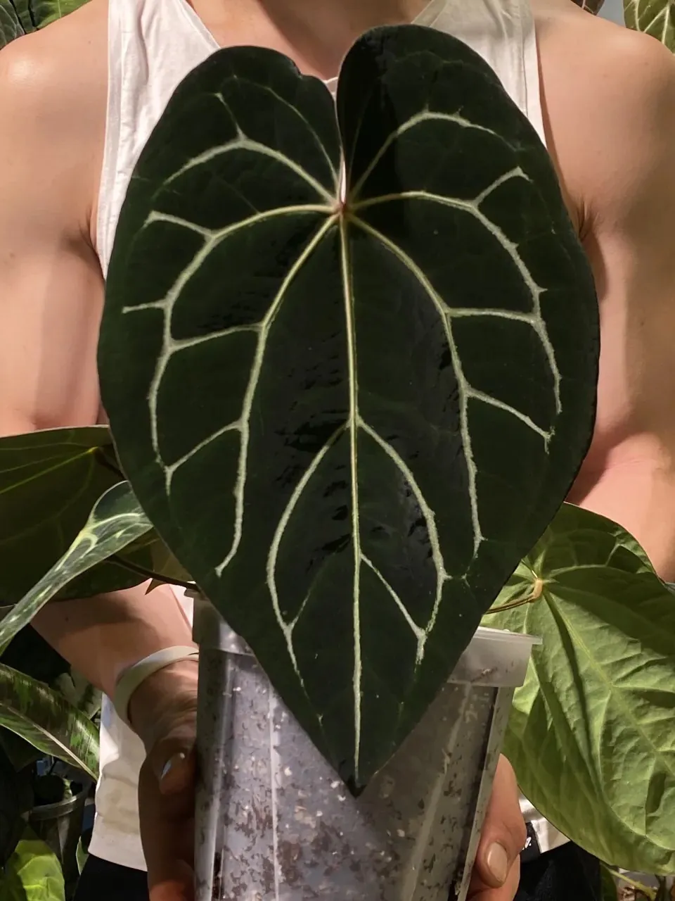 植仔植物實驗室觀察中的大葉銀脈花燭